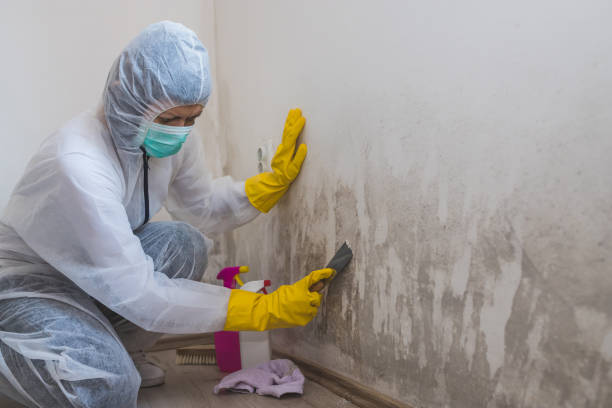 Best Basement Mold Remediation in Carthage, MS