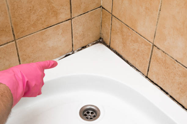 Best Industrial Mold Remediation in Carthage, MS